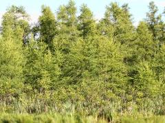 (Tamarack) forest (Tamarack) forest