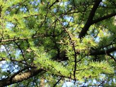 (Tamarack) (Tamarack)