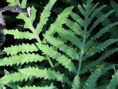 (Sensitive Fern) (Sensitive Fern)