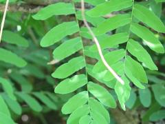(American Royal Fern) (American Royal Fern)