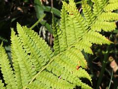 (Cinnamon Fern) (Cinnamon Fern)
