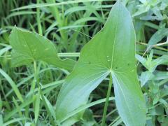 (Common Arrowhead) leaves (Common Arrowhead) leaves