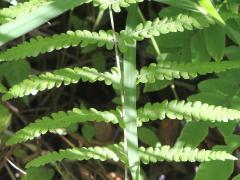 (Marsh Fern) (Marsh Fern)