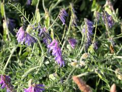 (Hairy Vetch) (Hairy Vetch)