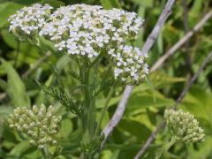(Yarrow) (Yarrow)