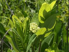 (Hemp Dogbane) plant (Hemp Dogbane) plant