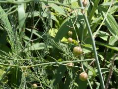 (Asparagus) (Asparagus)