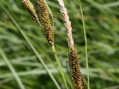 (Hayden's Sedge) (Hayden's Sedge)