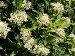 (Gray Dogwood) flowers (Gray Dogwood) flowers