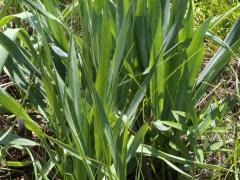 (Rattlesnake Master) (Rattlesnake Master)