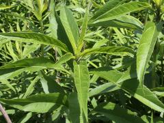 (Sawtooth Sunflower) (Sawtooth Sunflower)