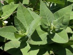 (Downy Sunflower) (Downy Sunflower)