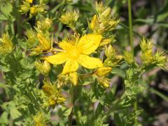 (St. John's Wort) (St. John's Wort)