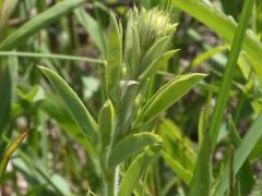 (Round-Headed Bush Clover) (Round-Headed Bush Clover)
