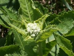 (Wild Quinine) (Wild Quinine)