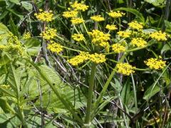(Wild Parsnip) (Wild Parsnip)