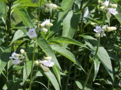 (Foxglove Beard Tongue) (Foxglove Beard Tongue)