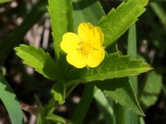 (Common Cinquefoil) (Common Cinquefoil)
