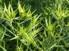 (Slender Mountain Mint) (Slender Mountain Mint)