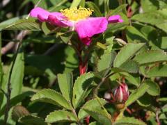 (Early Wild Rose) (Early Wild Rose)