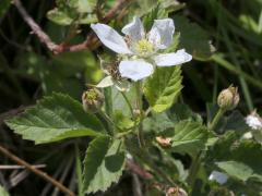 (Common Blackberry) (Common Blackberry)