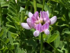 (Crown Vetch) (Crown Vetch)