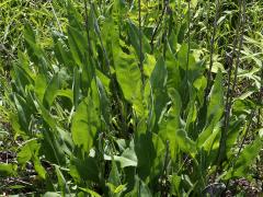 (Stiff Goldenrod) leaves (Stiff Goldenrod) leaves