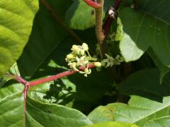 (Poison Ivy) flowers (Poison Ivy) flowers