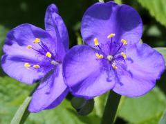 (Common Spiderwort) (Common Spiderwort)
