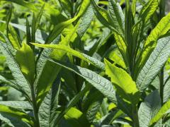 (Smooth Ironweed) (Smooth Ironweed)