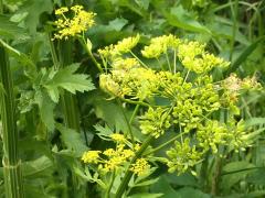 (Wild Parsnip) (Wild Parsnip)