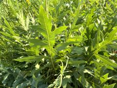 (Compass Plant) leaves (Compass Plant) leaves