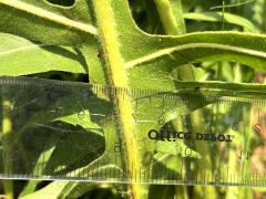 (Compass Plant) stalk (Compass Plant) stalk