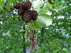 (European Alder) (European Alder)