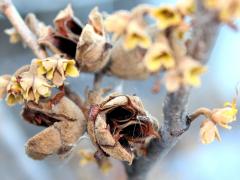 (Witch-hazel) capsules (Witch-hazel) capsules