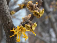 (Witch-hazel) flower (Witch-hazel) flower