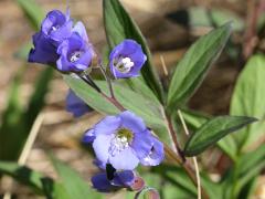 (Jacob's Ladder) (Jacob's Ladder)