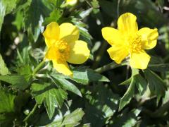 (Hispid Buttercup) (Hispid Buttercup)