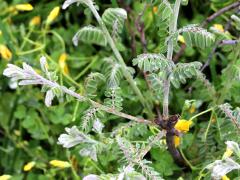 (Lead Plant) (Lead Plant)