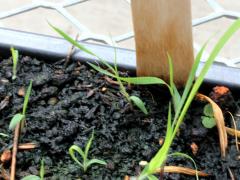 (Big Bluestem) seedling (Big Bluestem) seedling