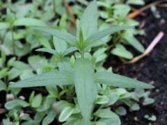 (Swamp Milkweed) seedling (Swamp Milkweed) seedling