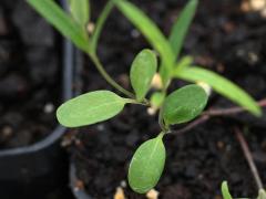 (Prairie Milkweed) seeding (Prairie Milkweed) seeding