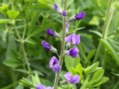 (Blue False Indigo) (Blue False Indigo)
