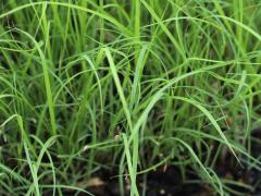 (Side-oats Grama) seedling (Side-oats Grama) seedling