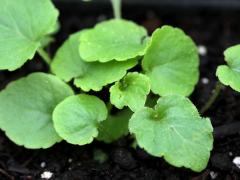 (Tall Bellflower) seedling (Tall Bellflower) seedling