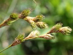 (Crested Oval Sedge) (Crested Oval Sedge)
