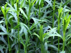 (Prairie Coreopsis) (Prairie Coreopsis)