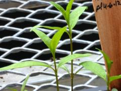 (Tall Coreopsis) seedling (Tall Coreopsis) seedling