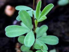 (White Prairie Clover) seedling (White Prairie Clover) seedling