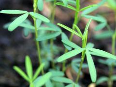 (Purple Prairie Clover) seedling (Purple Prairie Clover) seedling